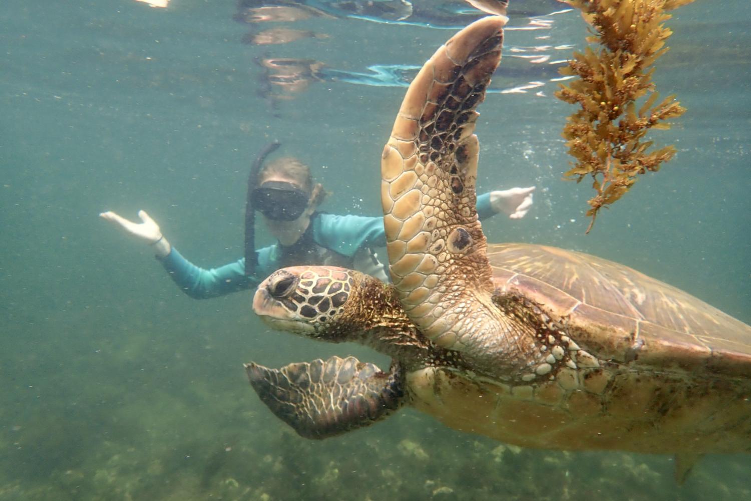 一名<a href='http://f933b.311103.com'>全球十大赌钱排行app</a>学生在Galápagos群岛游学途中与一只巨龟游泳.
